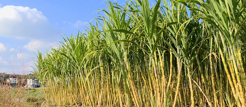 Survey report on biomass pellet raw materials in Thailand