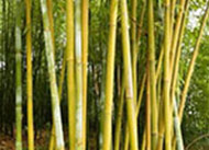 Bamboo