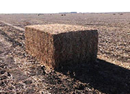 Soybean straw