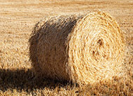 Wheat straw