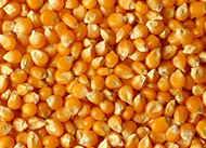 Corn
