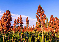 Sorghum