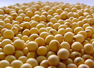 Soybean