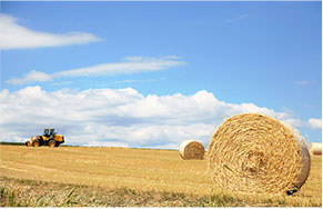Corn and other straw
