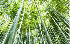 Bamboo